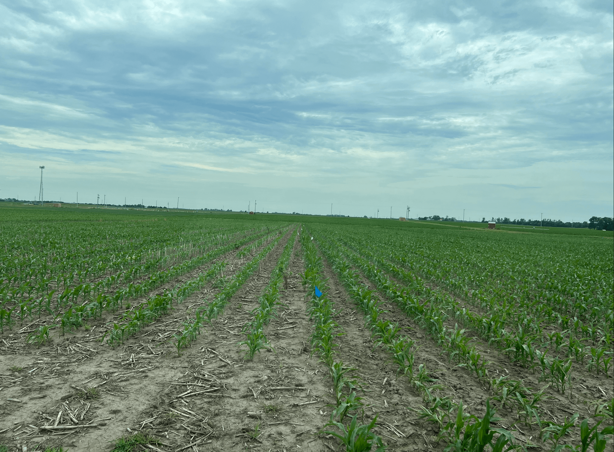 University of Illinois corn research plot